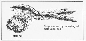mole hill drawing