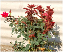 Rose Rosette Disease // Missouri Environment and Garden News Article