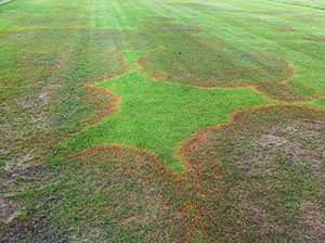 large patch zoysiagrass