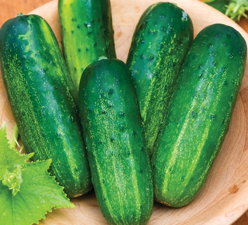 Cucumber: A Brief History // Missouri Environment and Garden News Article  // Integrated Pest Management, University of Missouri