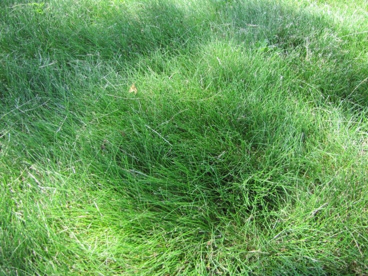 thumbnail image 2 of Seed Ranch Creeping Red Fescue Grass Seed – 1 Lb, Shade Tolerant, Festuca Rubra, Fresh Harvest 2 of 6