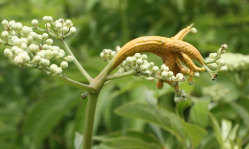 Loss of elderberry flowers due to Puccinia sambuci rust infection