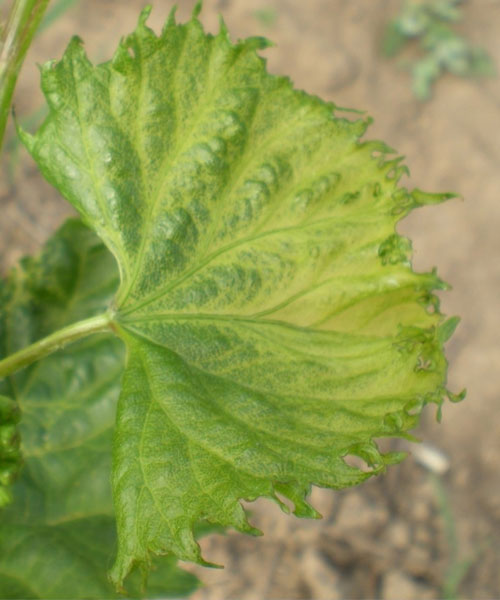 fan shaped, chlorotic grape leaf with fingering of the leaf margins