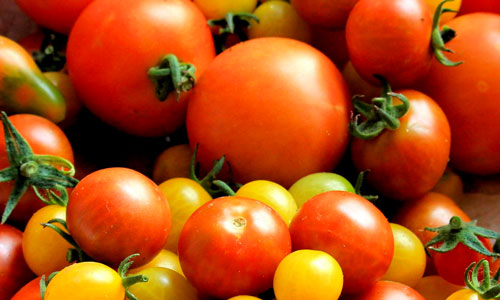 variety of tomatoes