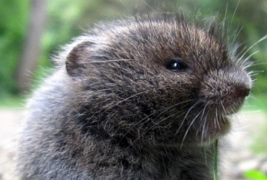 Controlling Voles in Horticulture Plantings and Orchards in Missouri