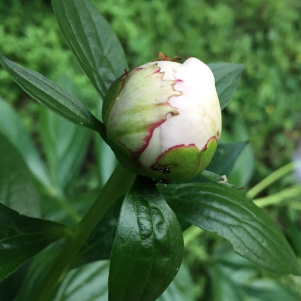 Peony flower bud at marshmallow stage