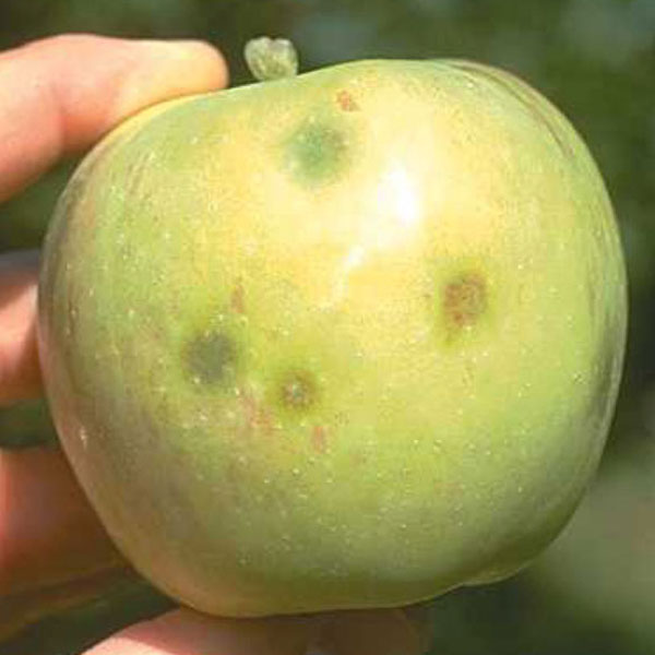 Sunken depressions on the surface of an apple from stink bug feeding