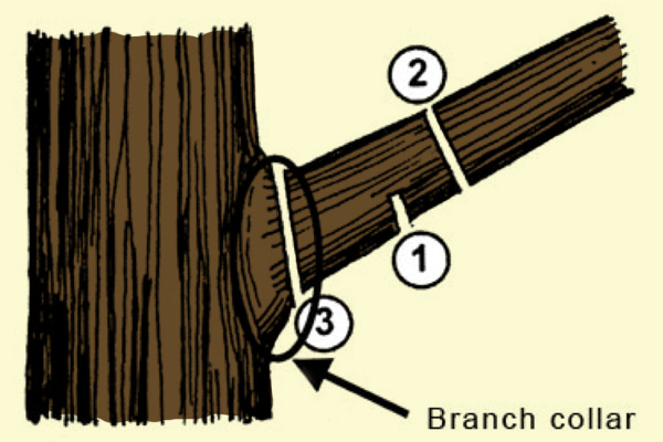 diagram showing three cut method for pruning large branches