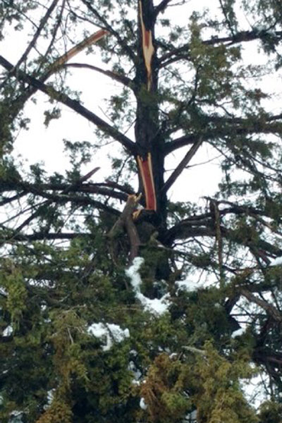 Exposed trunk of  Eastern redcedar tree