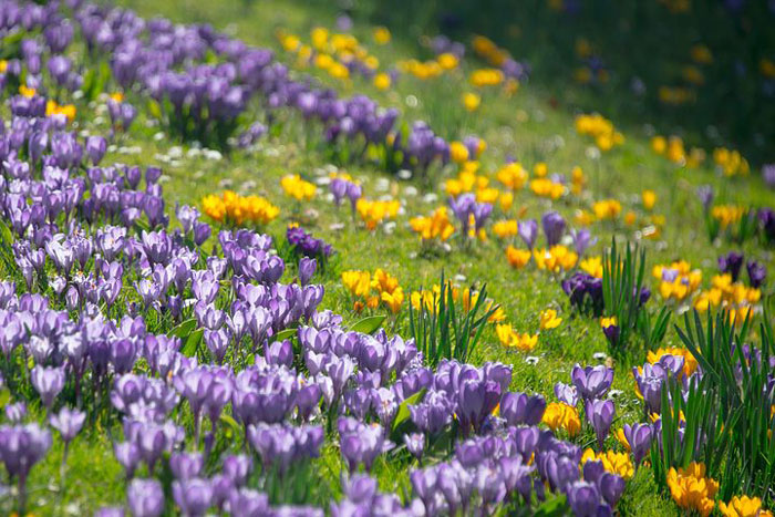 field with purple and yellow flowers