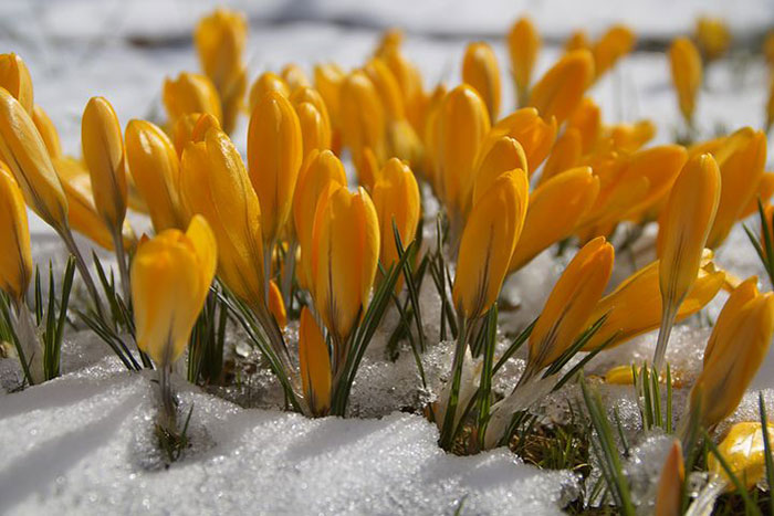 yellow flowers poking through snow