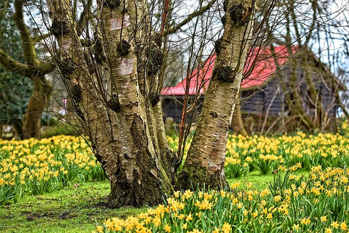 yellow flowers aroung a tree with barn in background