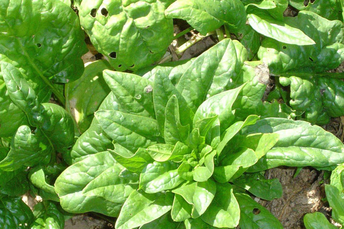spinach plant in garden