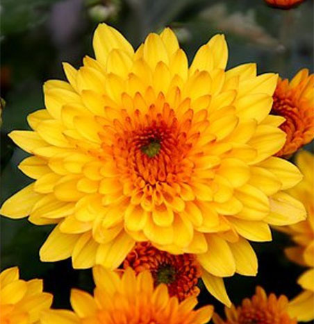 yellow to orange flower