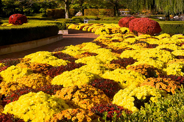 Colorful Chrysanthemums for Your Garden