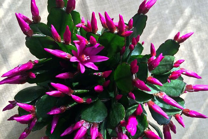 plant with magenta buds