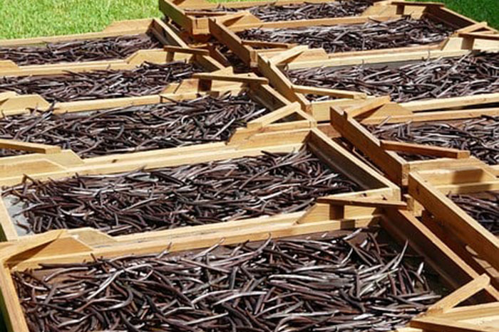 crates of drying vanilla pods