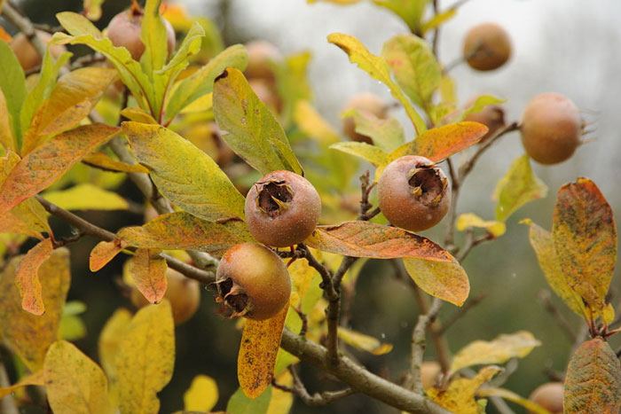 small fruit on a tree