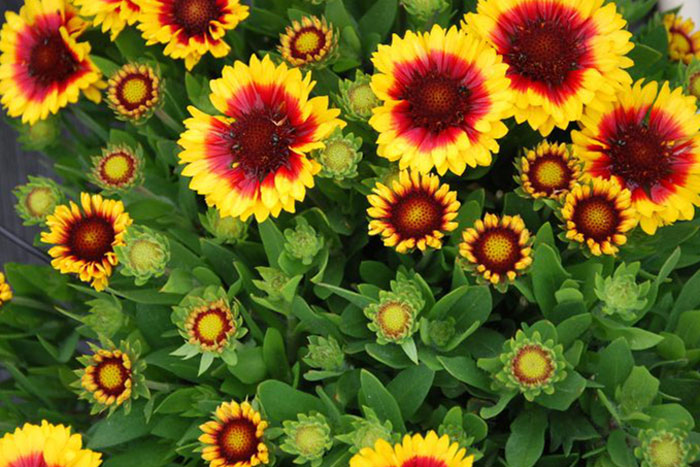 yellow flowers with red-orange centers
