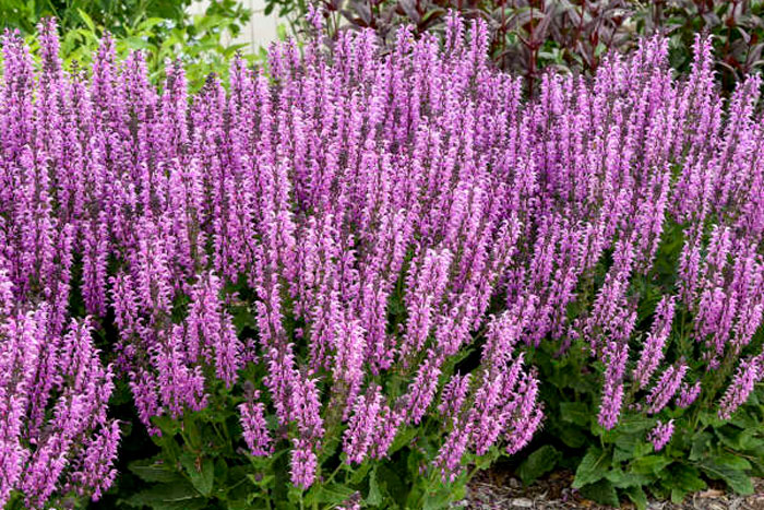 purple tall skinny flowers