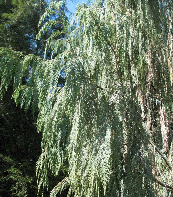 Wisconsin Weeping Willow (Salix x pendulina 'Wisconsin') in