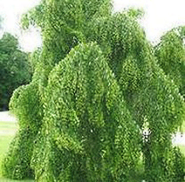 Wisconsin Weeping Willow (Salix x pendulina 'Wisconsin') in