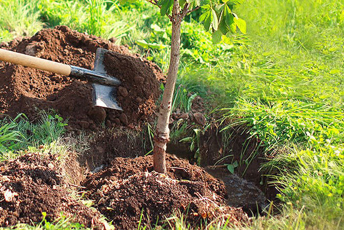 using a shovel to put dirt around tree root ball in hole