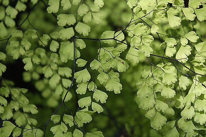 light green foliage of fern