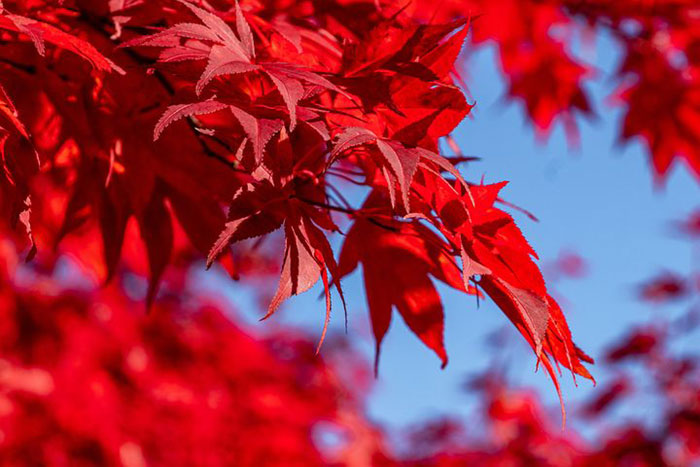 branch with red leaves