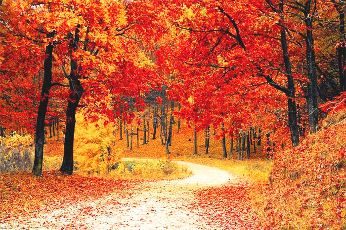 path with trees of red, orange and yellow leaves