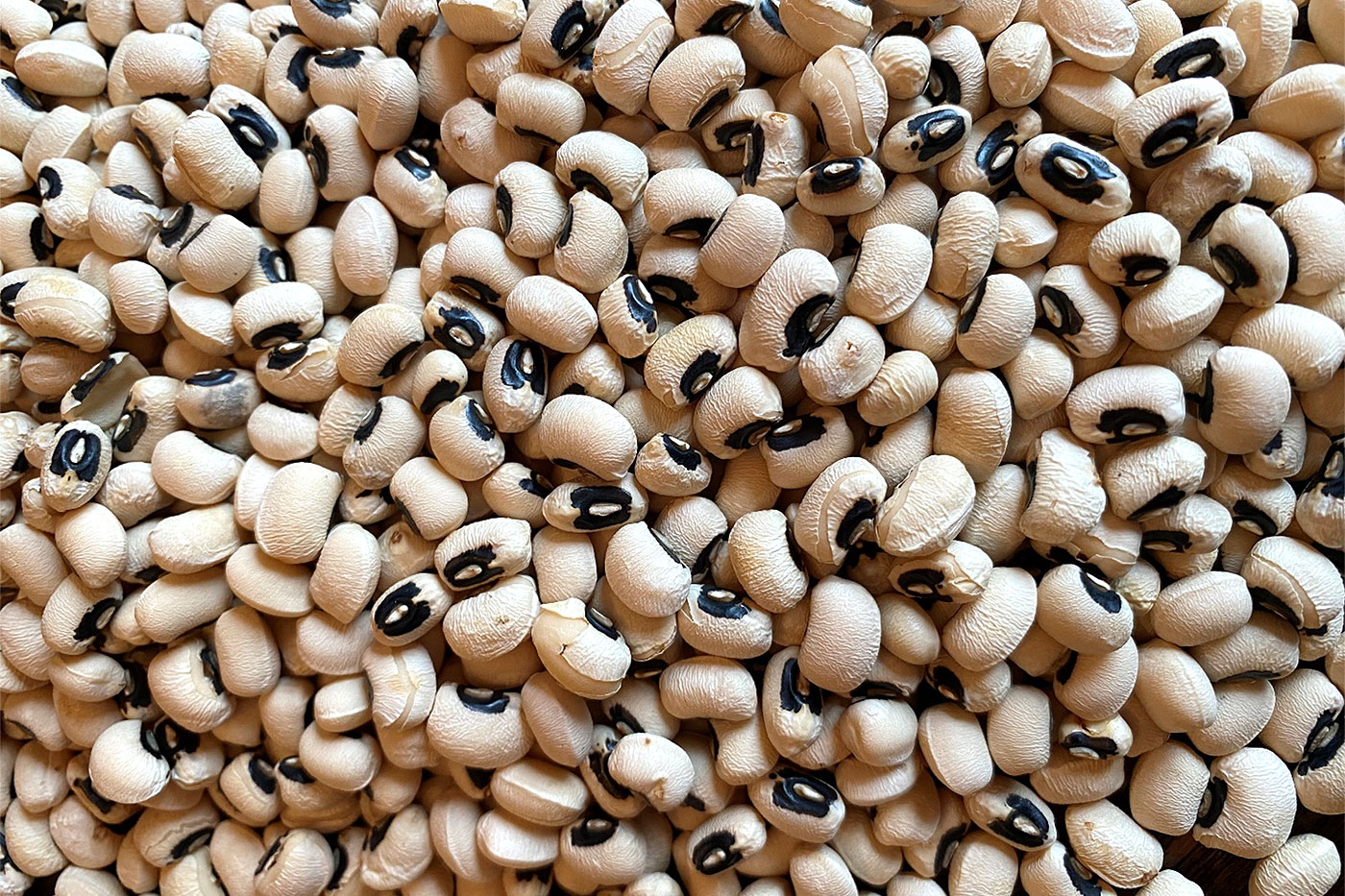 tan beans with black dots on top