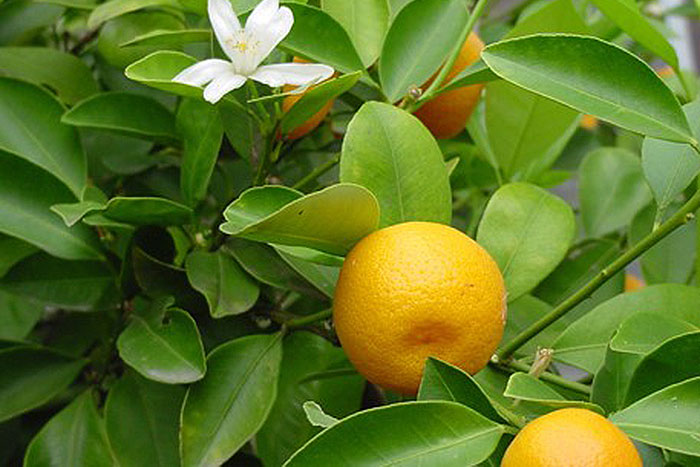 orange berries and white flowers with green leaves
