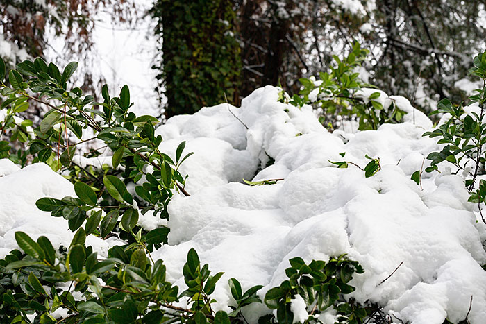 shrub covered in snow