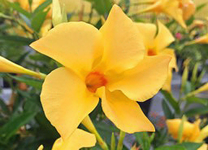 yellow colored flowers