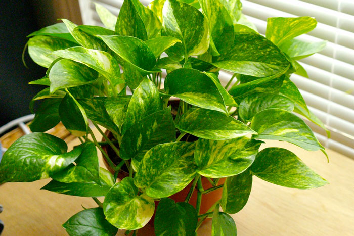 grean and yellow heart shaped leaves in pot