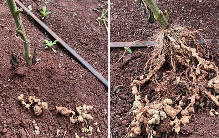 two images of soil with dead plants