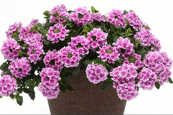pink flowers in brown container