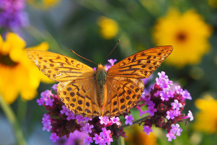 butterfly on purple flowers with orange flowers in background