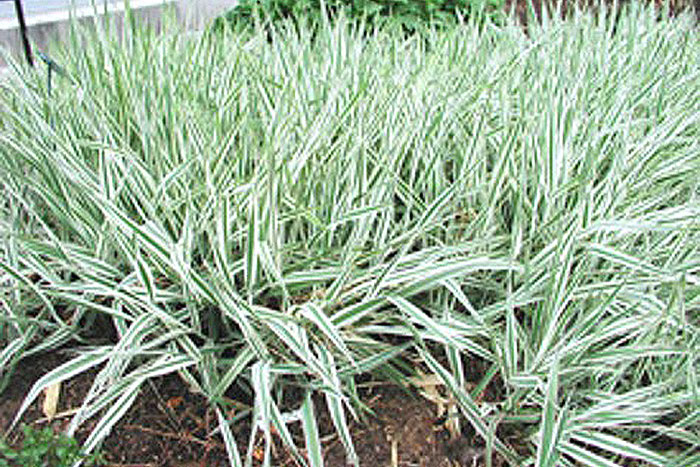 green grass with white stripes