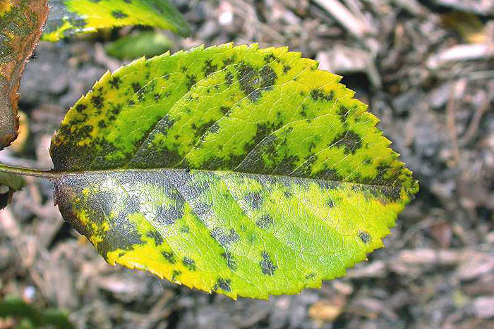 rose leaf with brown and yellow throughout
