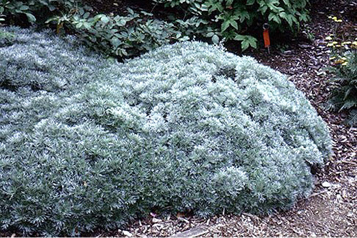greenish gray bush