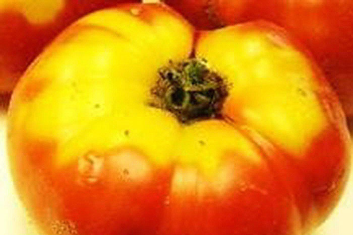 red tomato with yellow top
