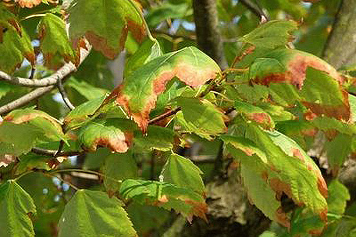 leaves with brown edges