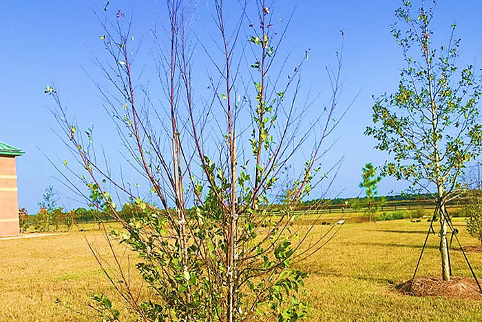 inmature tree with thinning of leaves