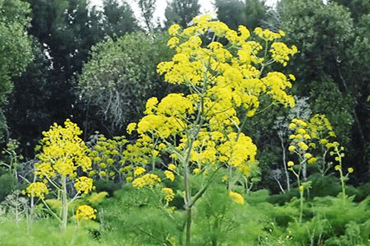yellow flowering plant