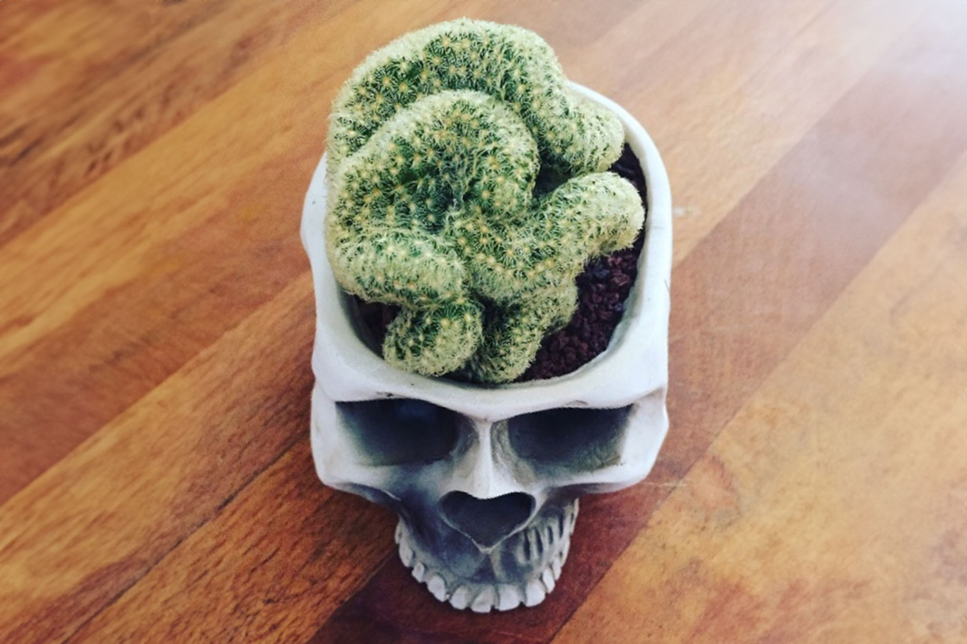 skull pot with cacti