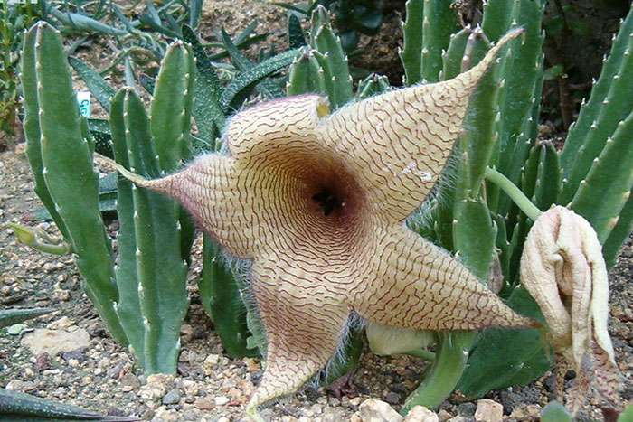 star shaped flower