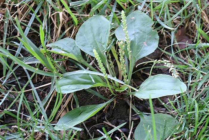 green leafy plant in grass