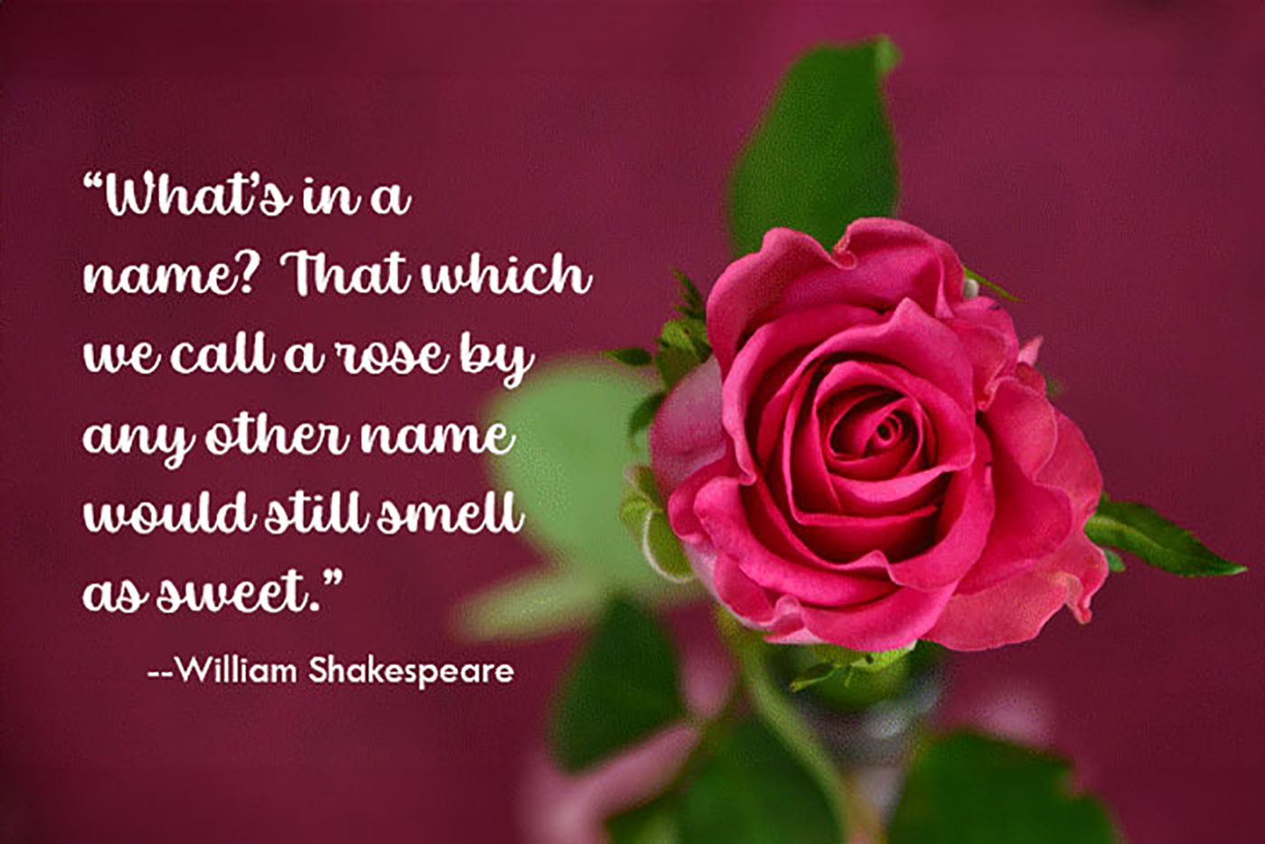 What's in a name? That which we call a rose, by any other word would smell as sweet. - William Shakespeare. A rose next to text on a red background