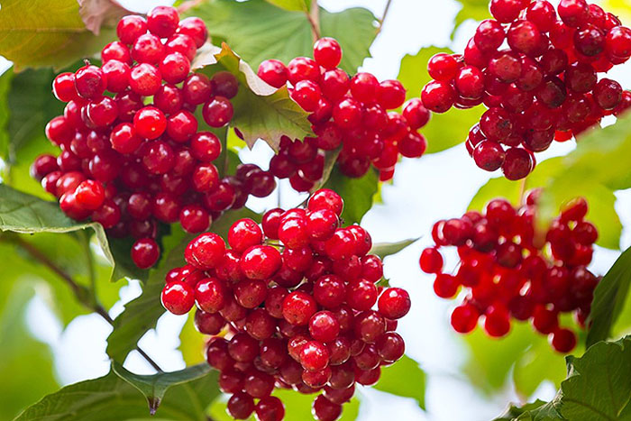 clusters of small red berries with green foliage